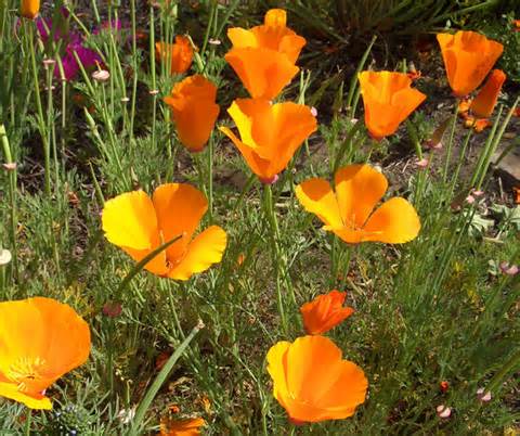 The Way of The Witch Newsletter | Plant Focus: California Poppy - The ...